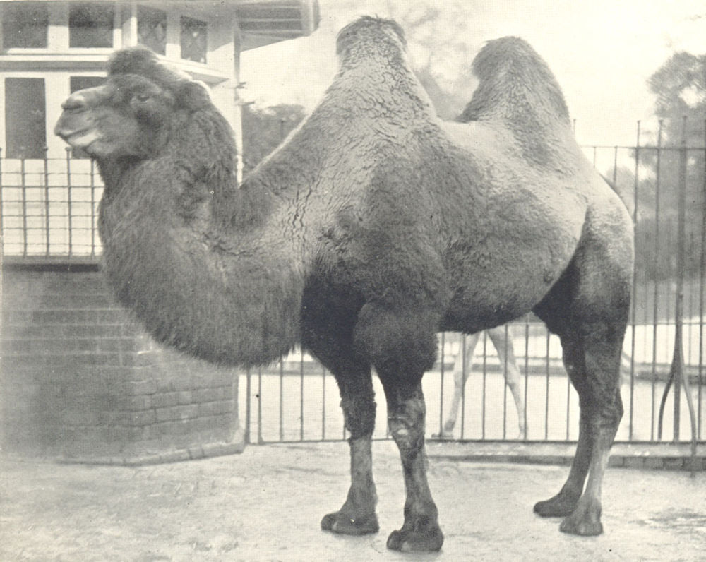 CAMELS. Bactrian Camel 1912 old antique vintage print picture